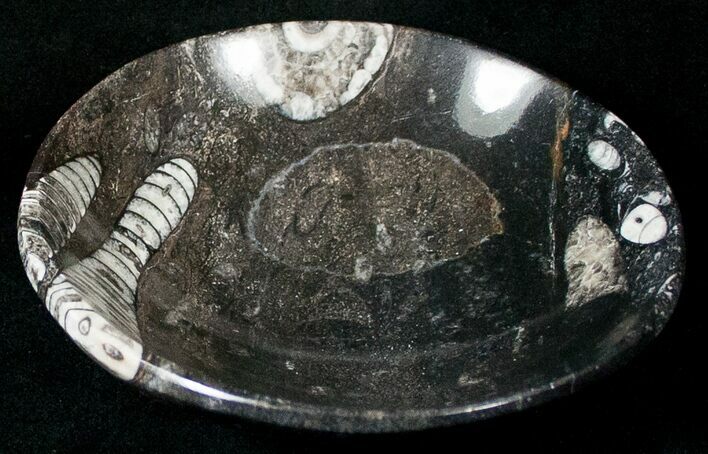 Fossil Goniatite Bowl - Stoneware #18046